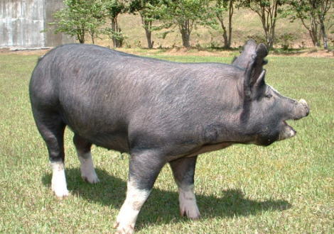 自然の中の黒豚