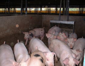 育成仔豚舎